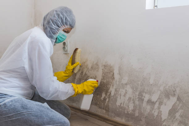 Attic Mold Removal in Wetherington, OH